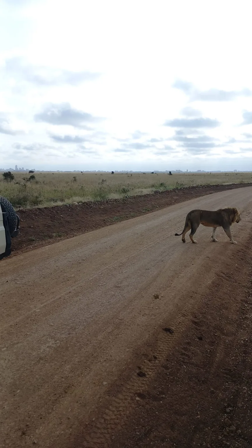 Lion
