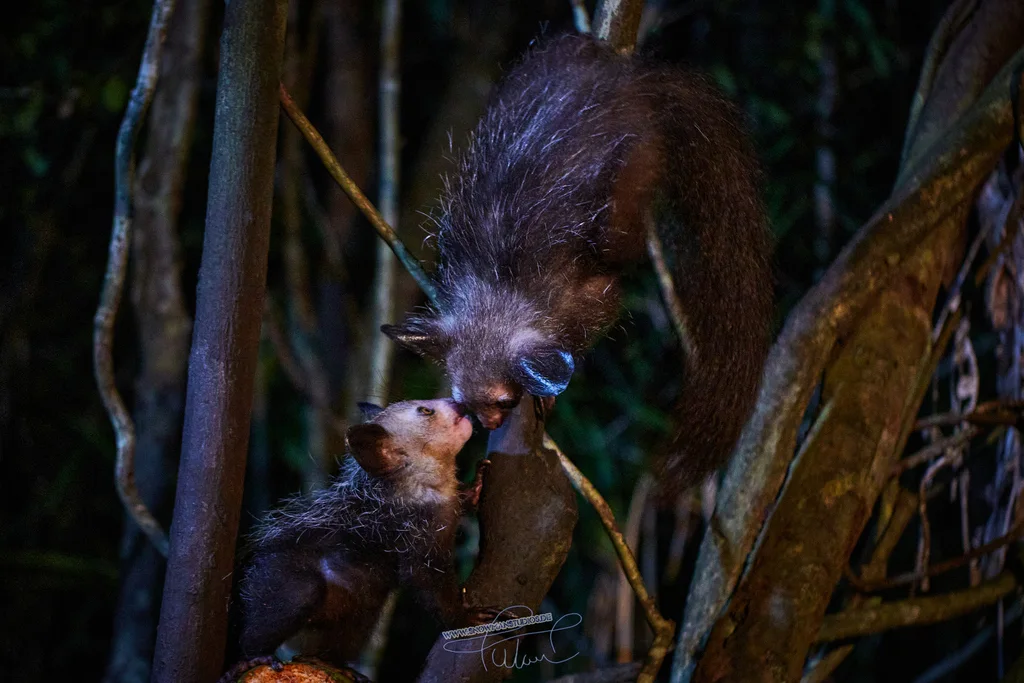 Aye-aye