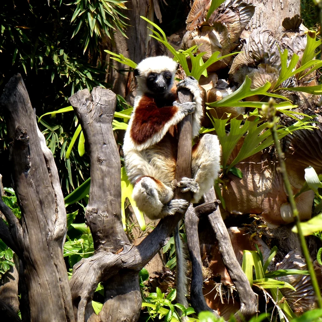 Lemurs' Park