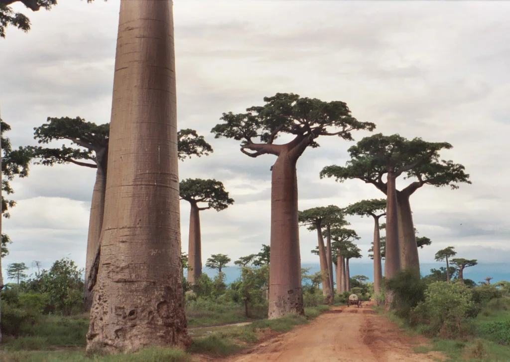 Avenue of the Baobabs