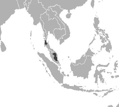 Malayan Tiger
