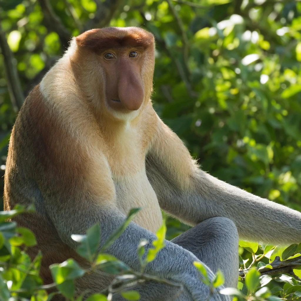 Proboscis Monkey