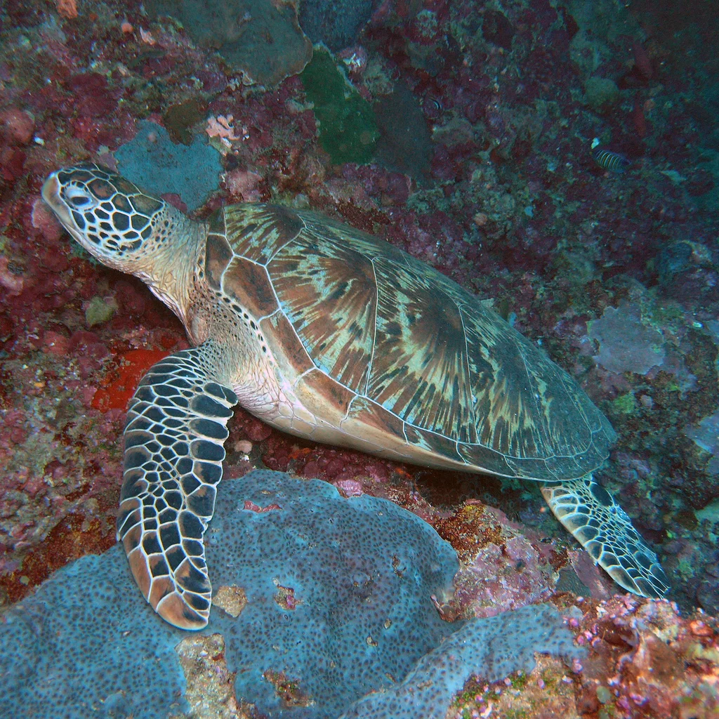 Sipadan Island