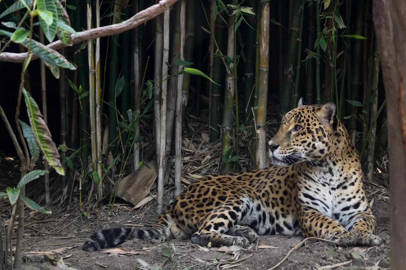 Jaguar
