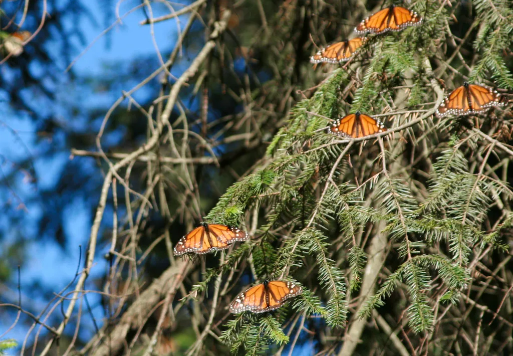 Monarch Butterfly
