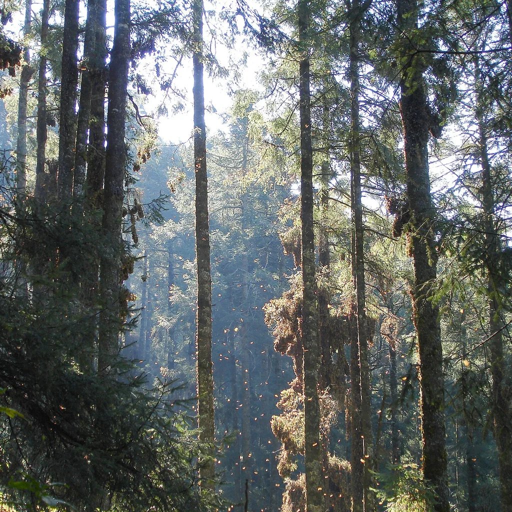 Monarch Butterfly Biosphere Reserve