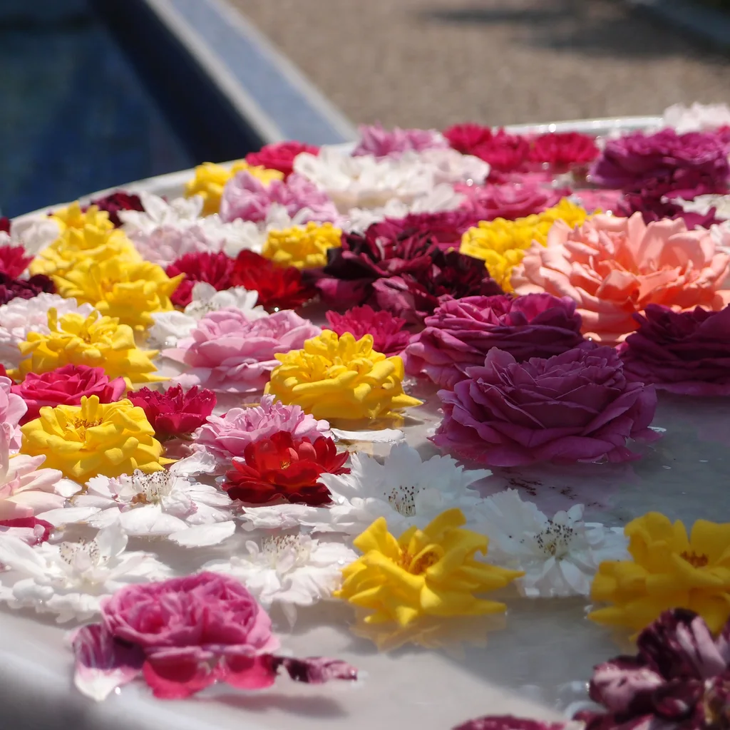 Festival of Roses