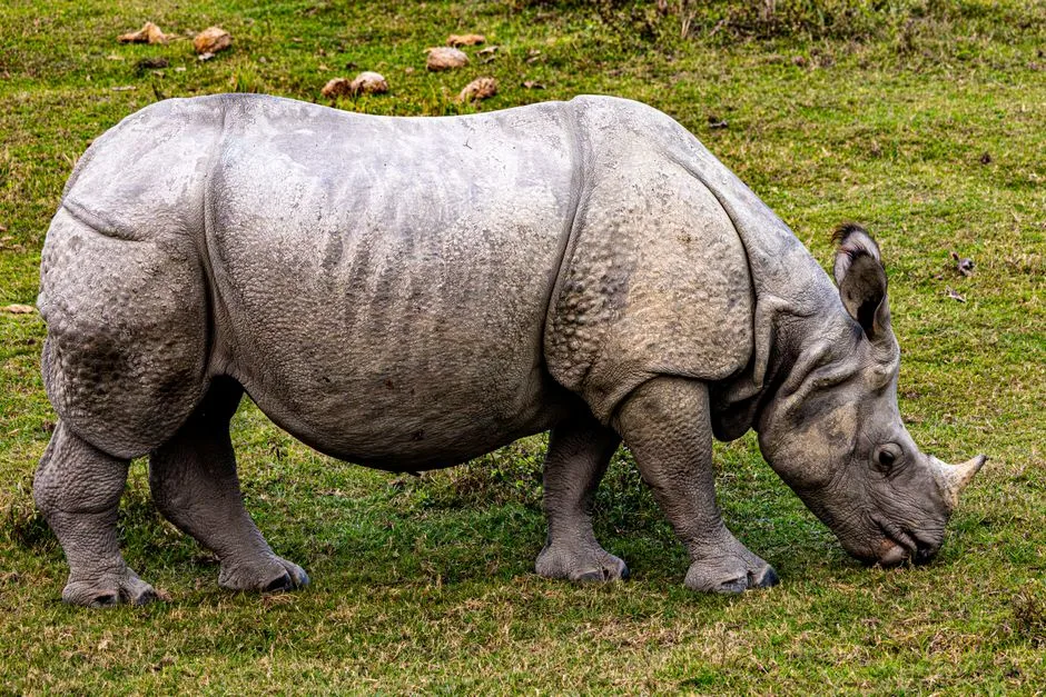 Animals of Nepal