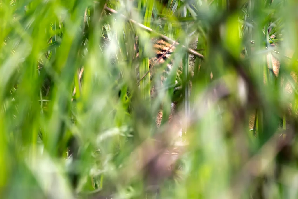 Bengal Tiger