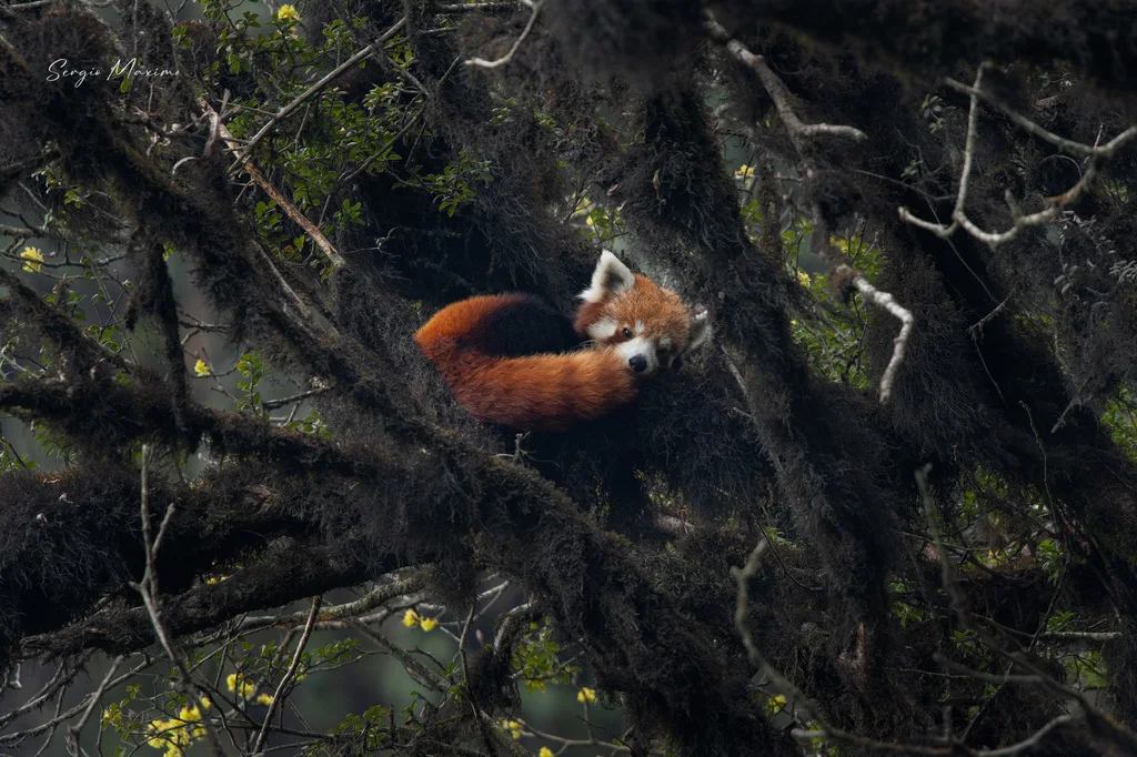 Red Panda