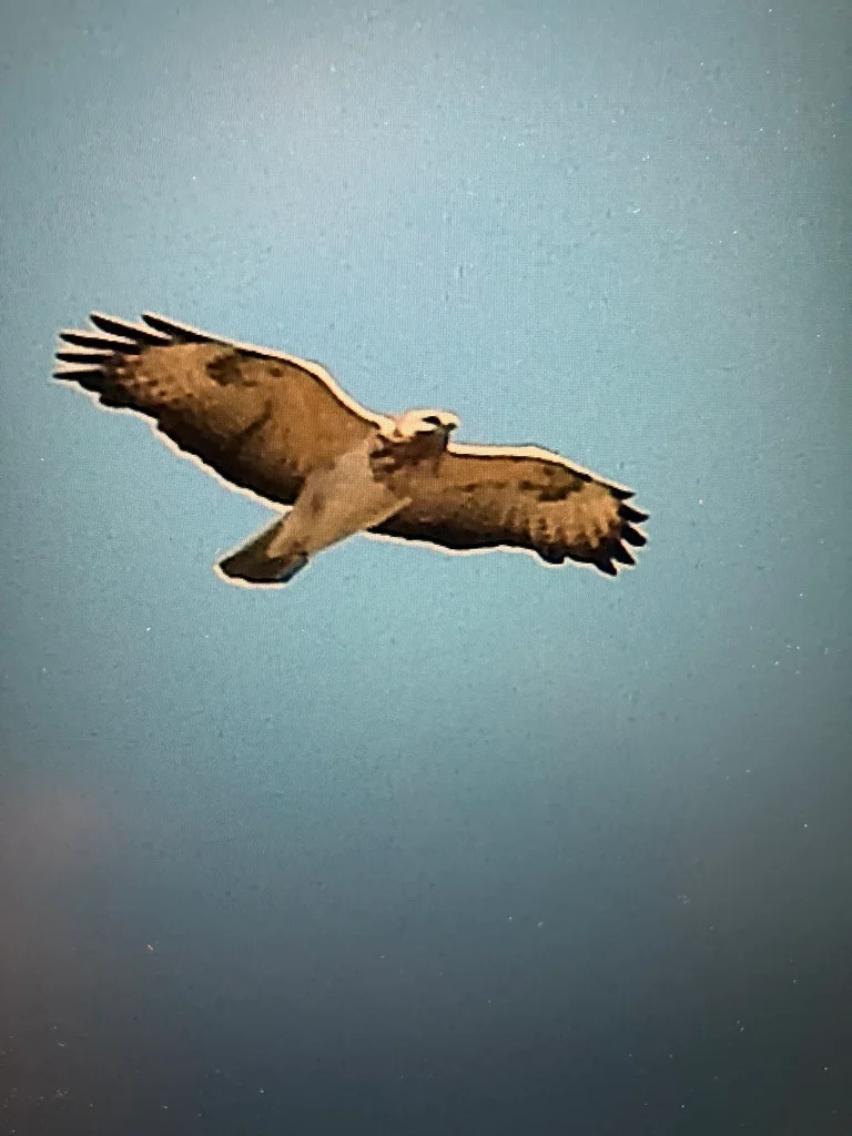 Common Buzzard