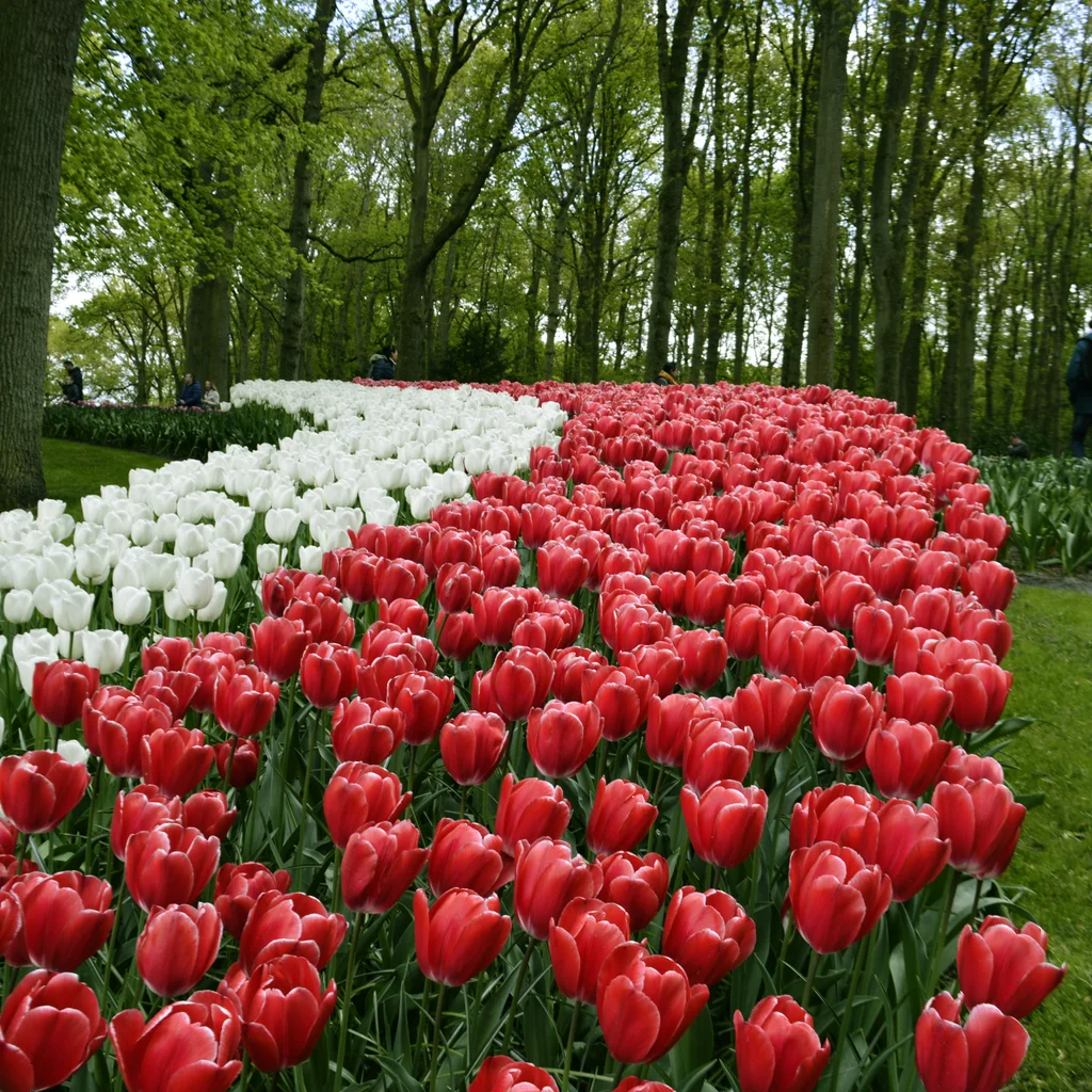 Keukenhof Gardens