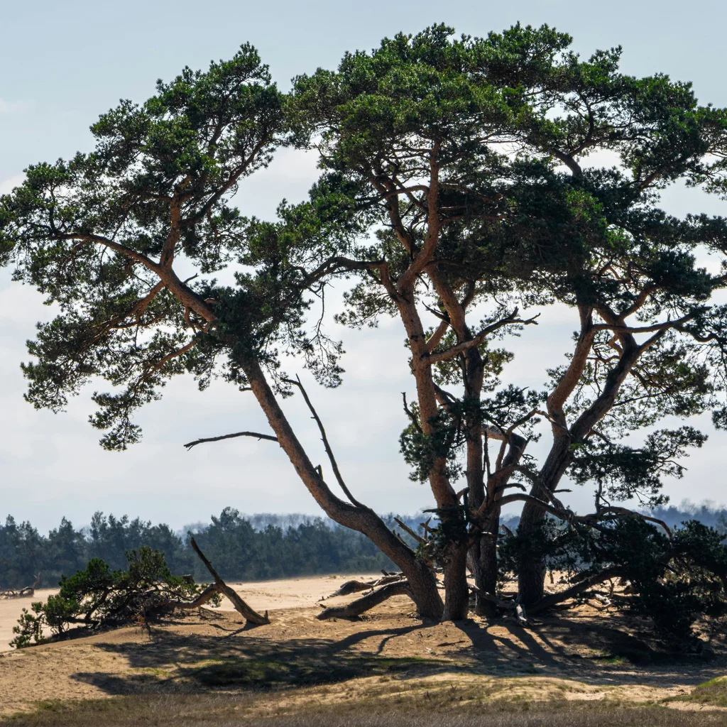 Hoge Veluwe National Park