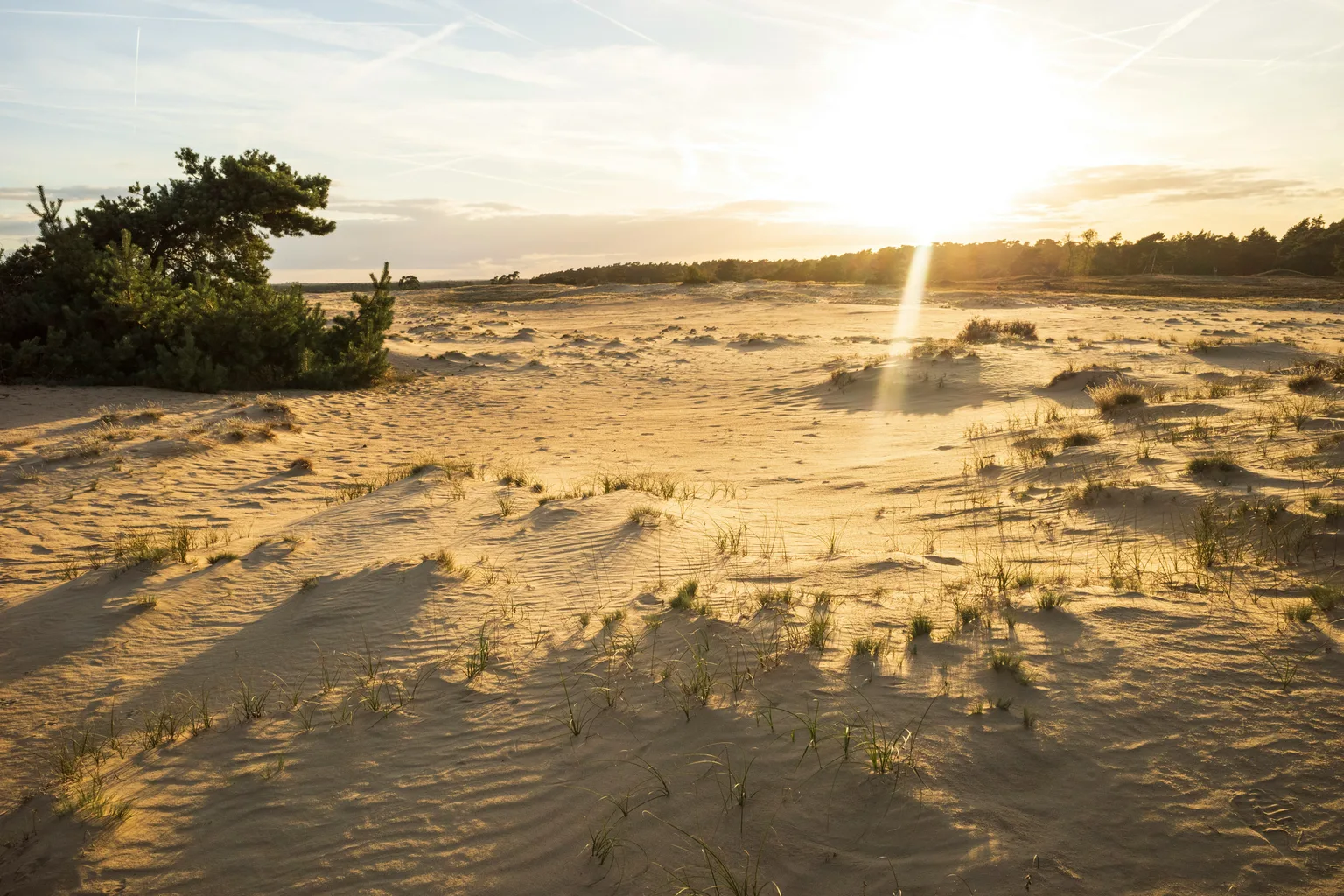 The Veluwe