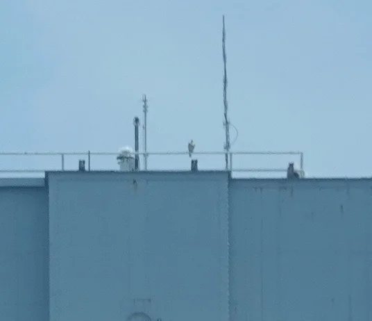 Peregrine Falcon
