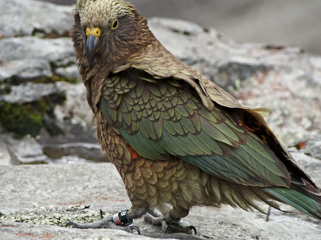 Kea
