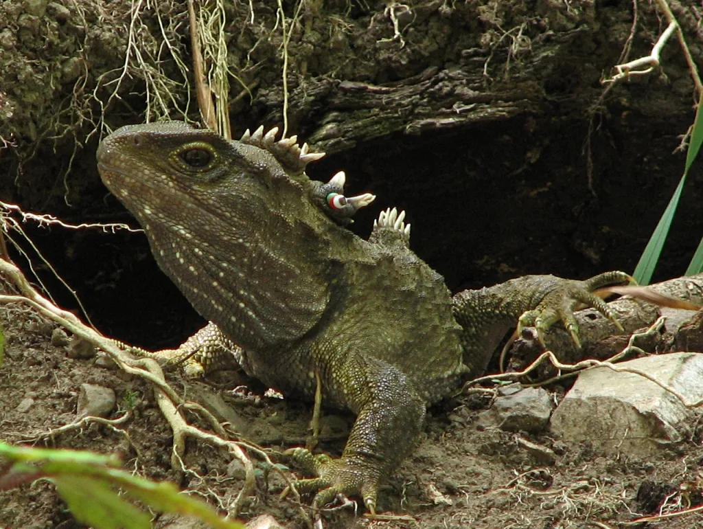 Tuatara