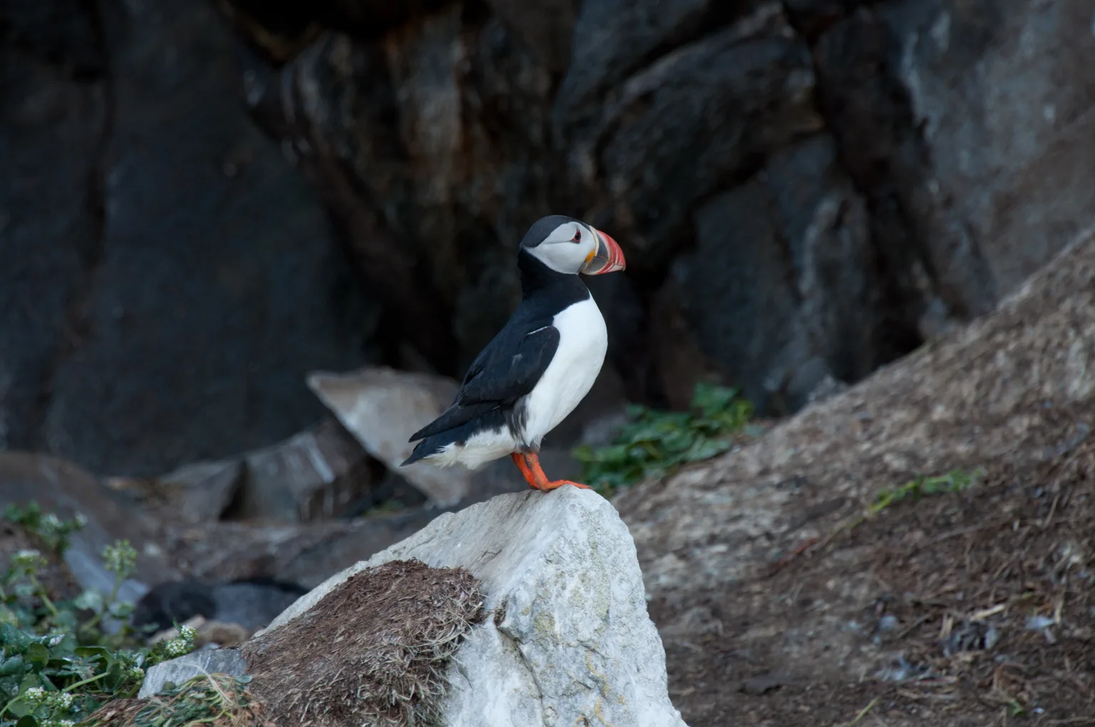 Atlantic Puffin