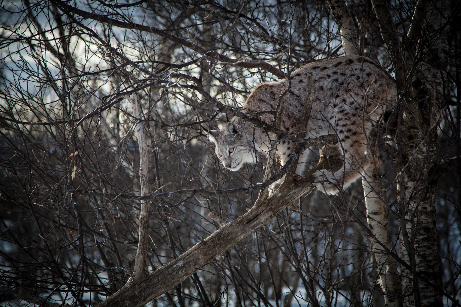 Eurasian Lynx
