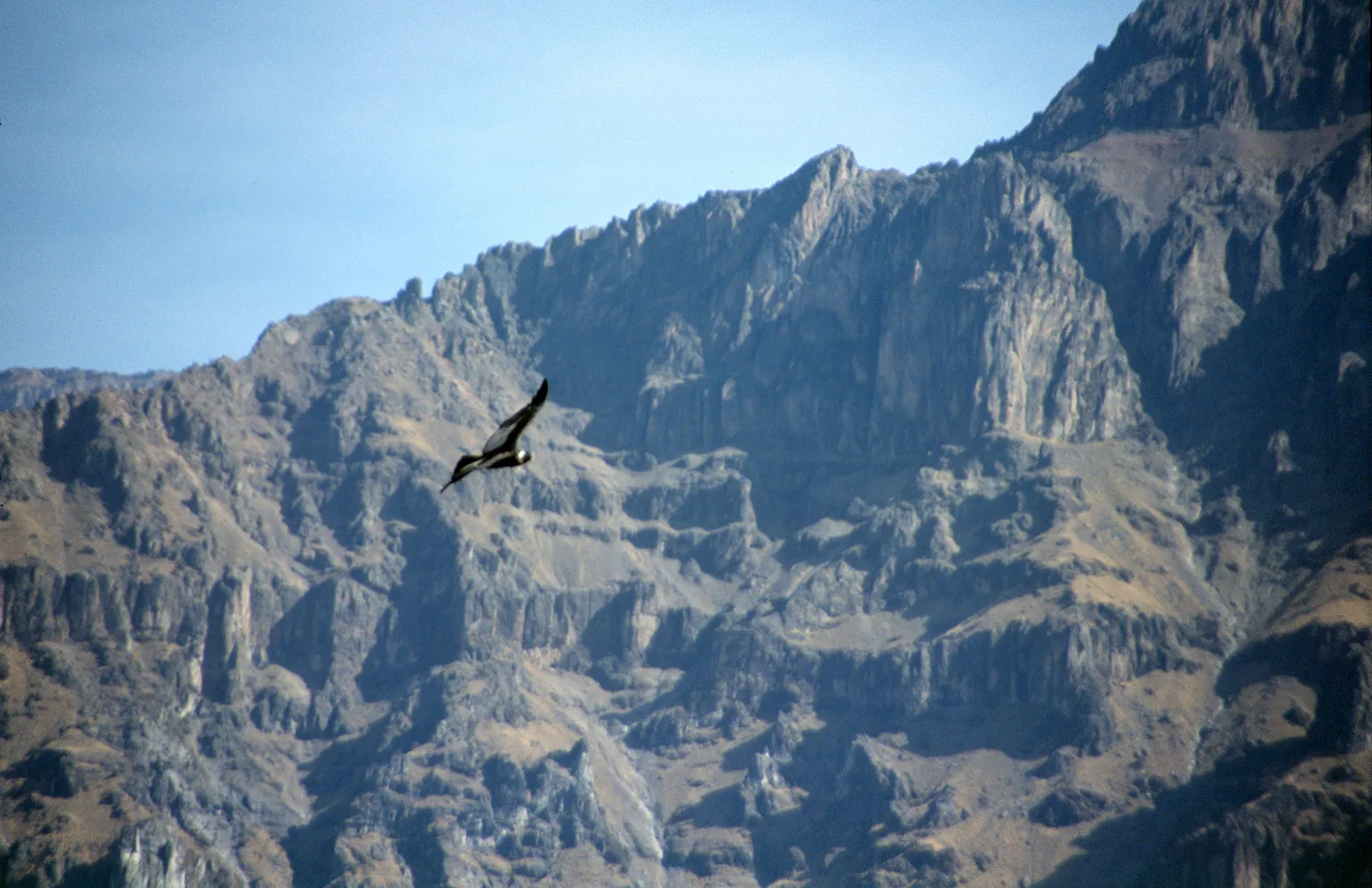 Andean Condor