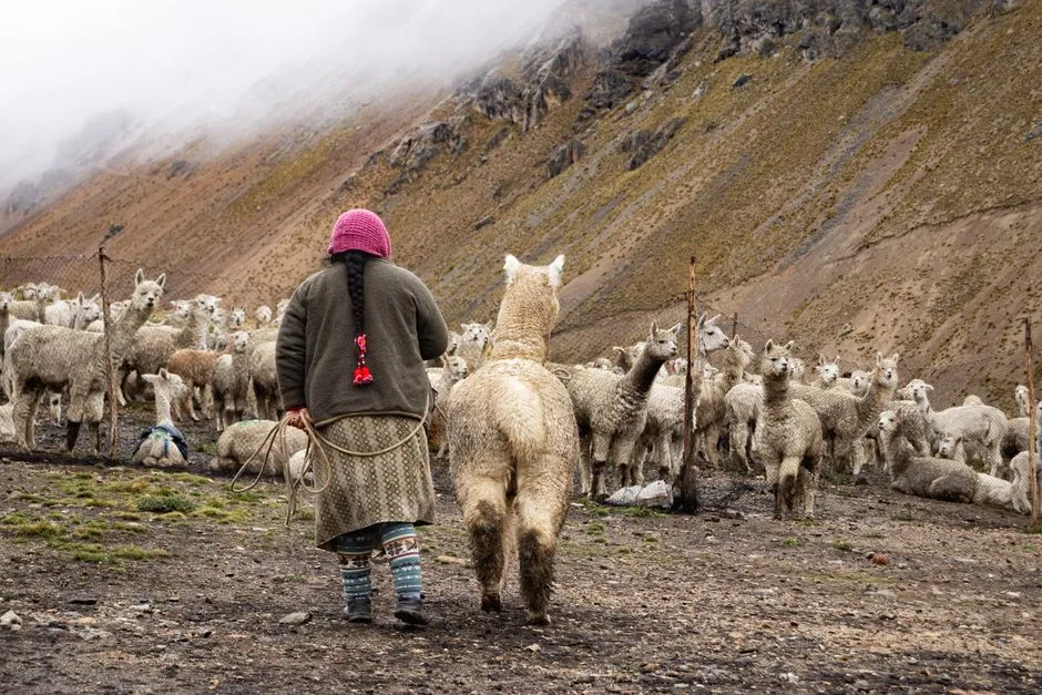 Animals of Peru