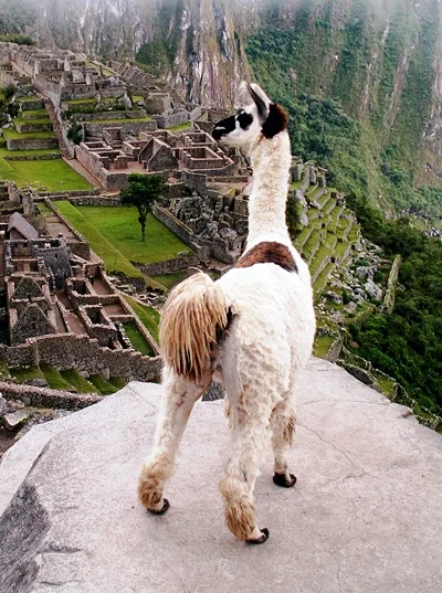 Llama
