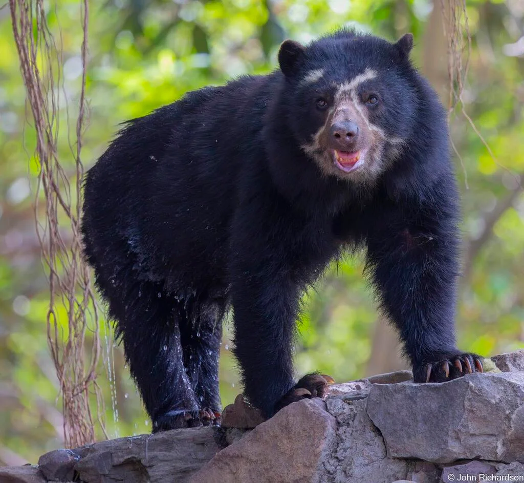 Spectacled Bear