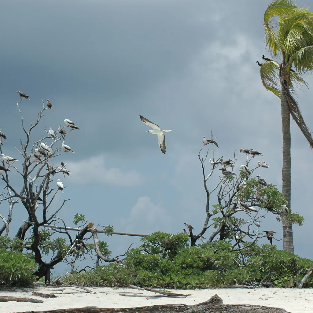 Tubbataha Reefs Natural Park