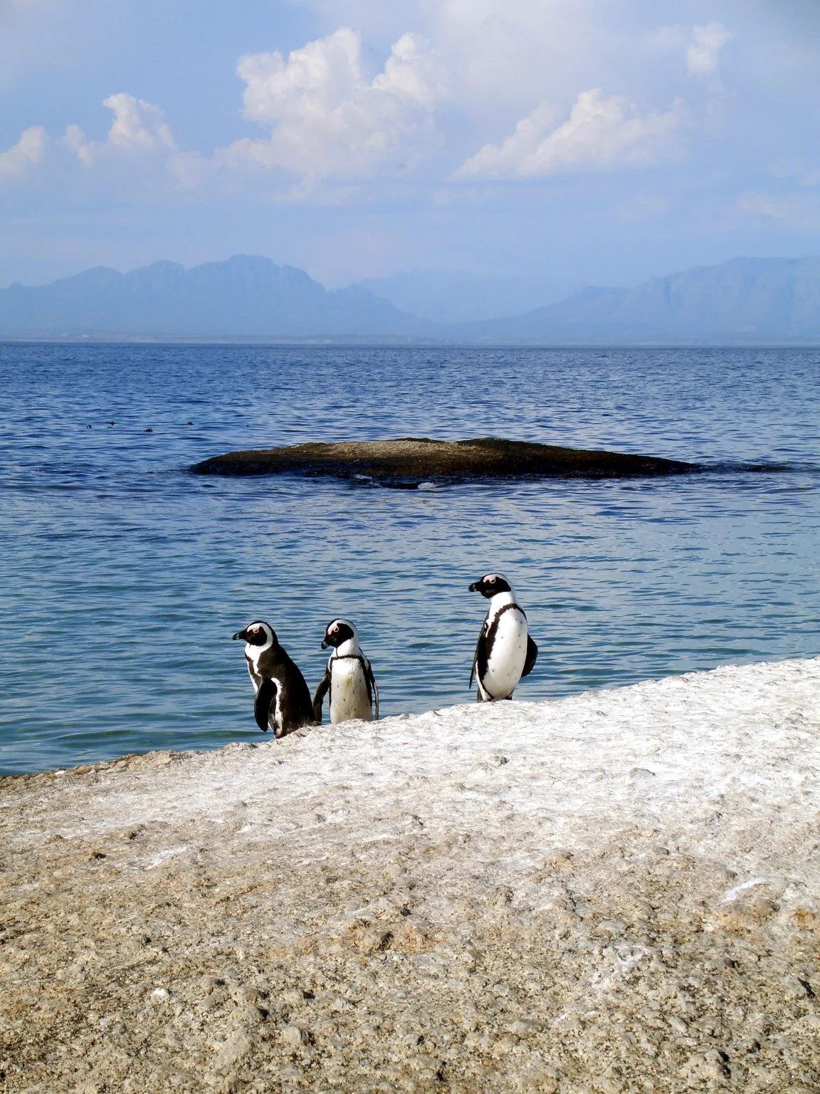 African Penguin