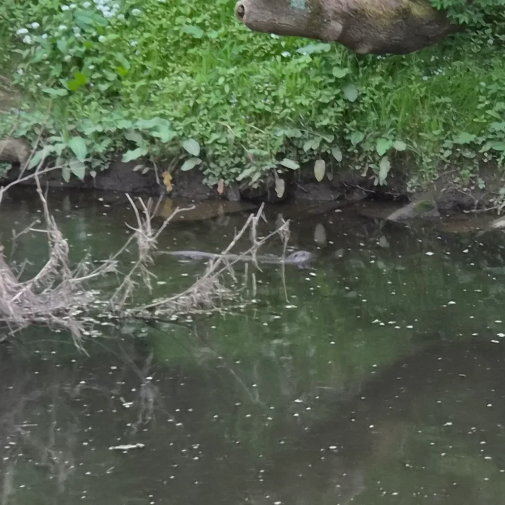 Eurasian Otter