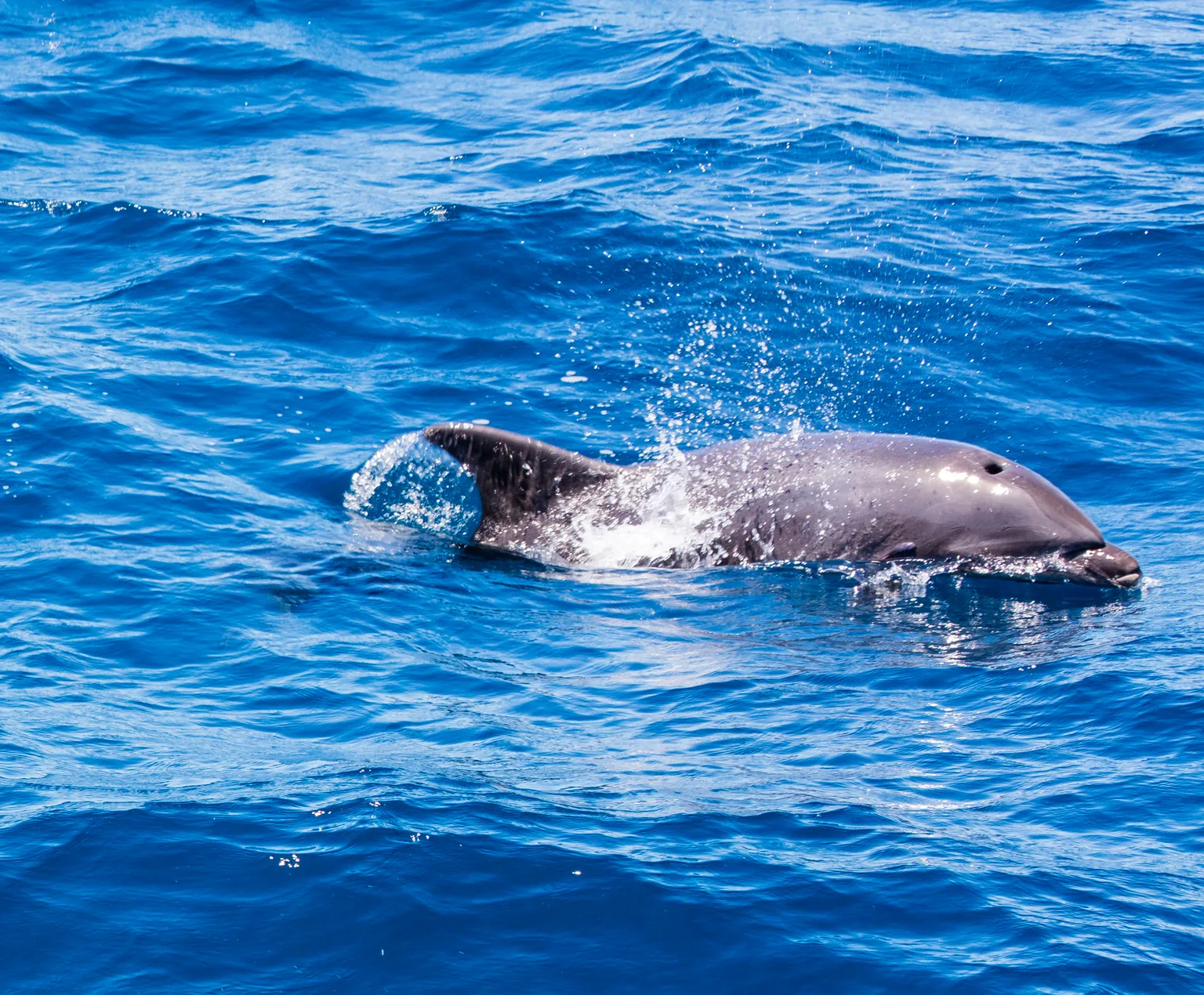 Common Bottlenose Dolphin