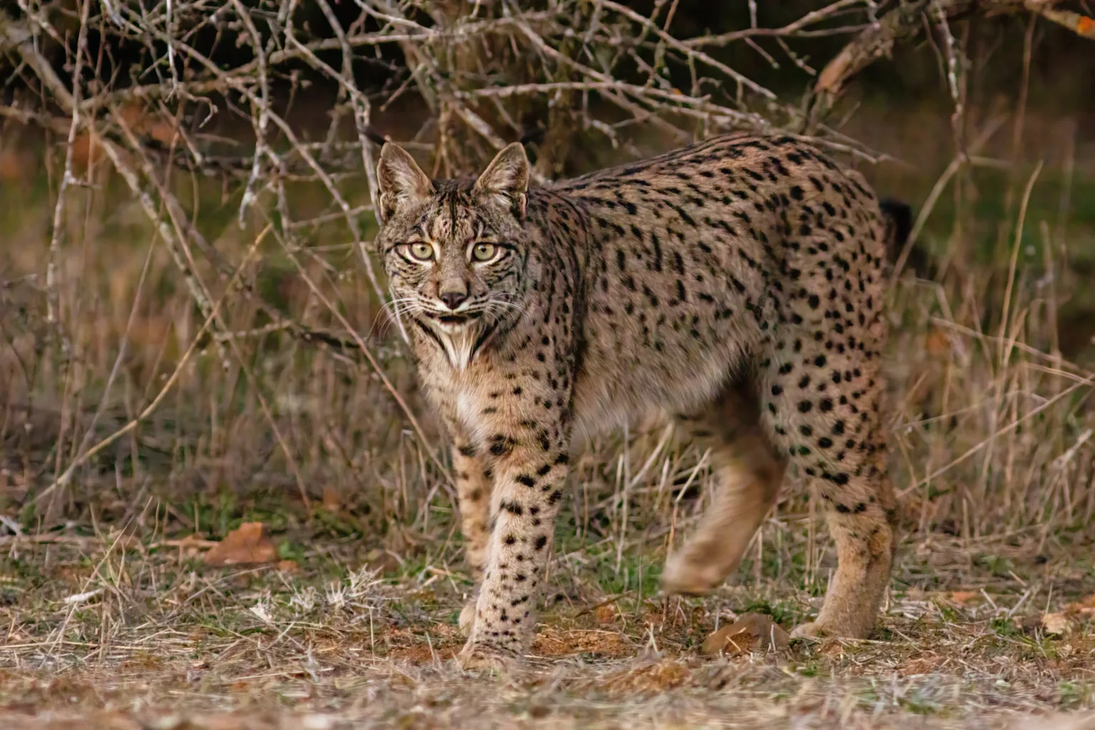 Iberian Lynx