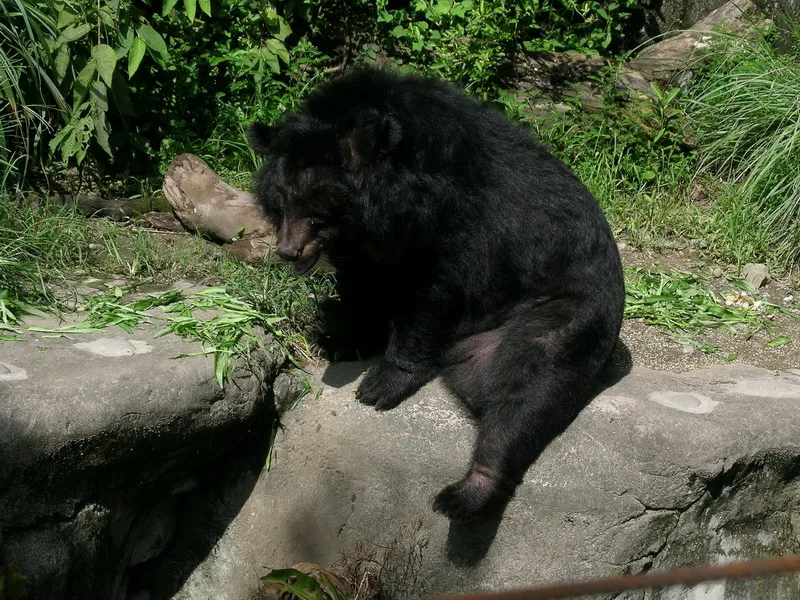 Taiwan Black Bear