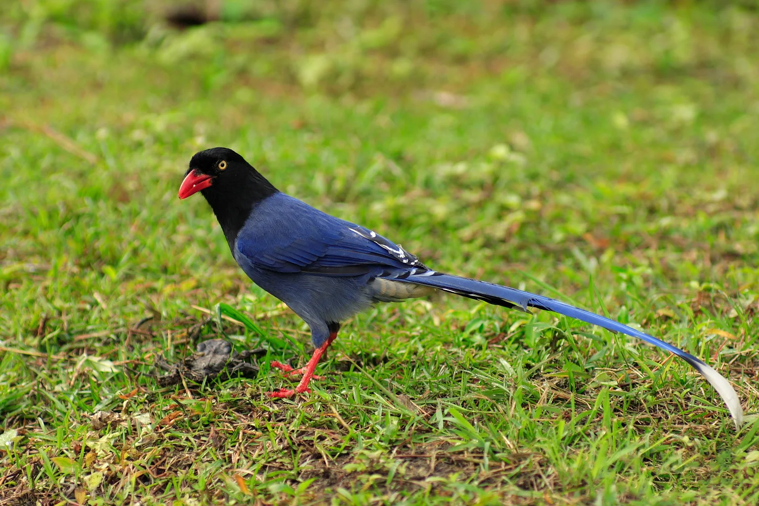Taiwanese Blue Magpie