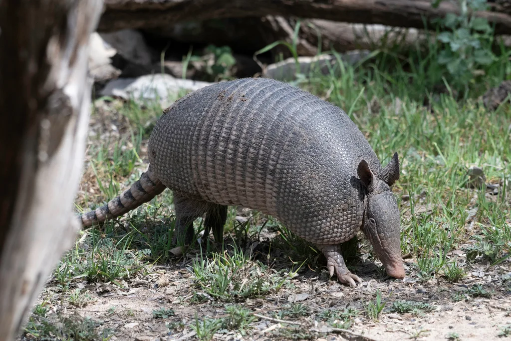 Nine-banded Armadillo