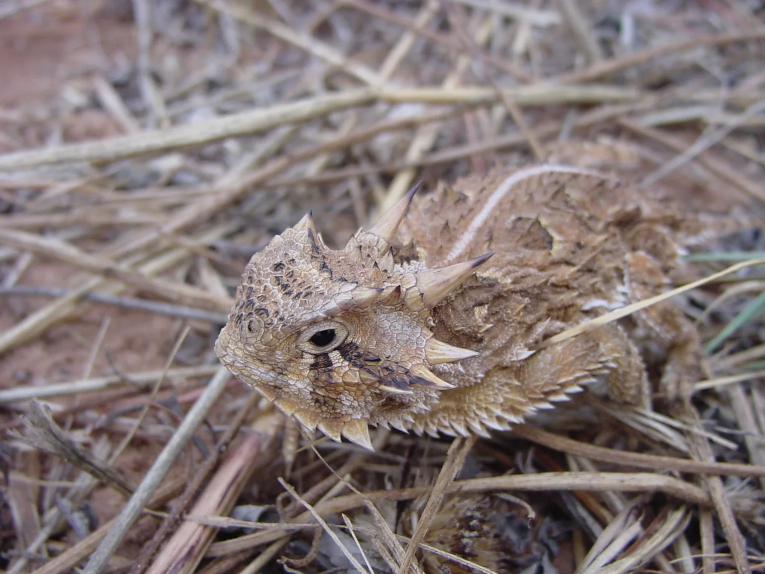 Texas Horned Lizard