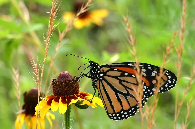 Monarch Butterfly