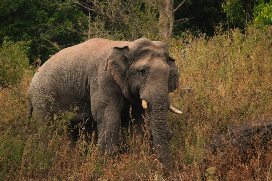 Animals of Thailand