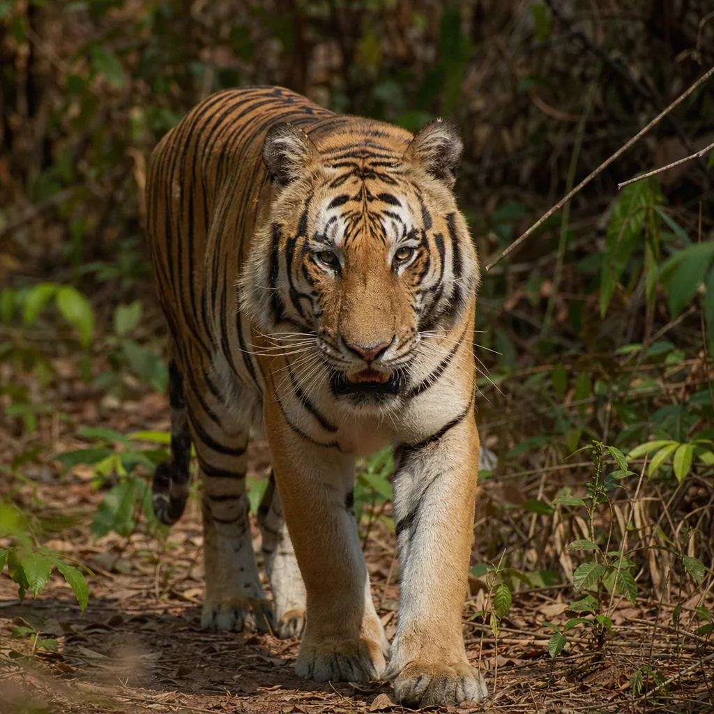 Indochinese Tiger