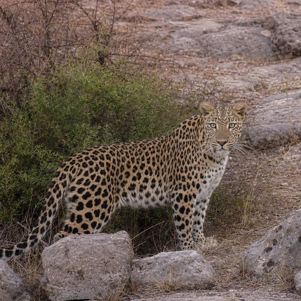 Anatolian Leopard