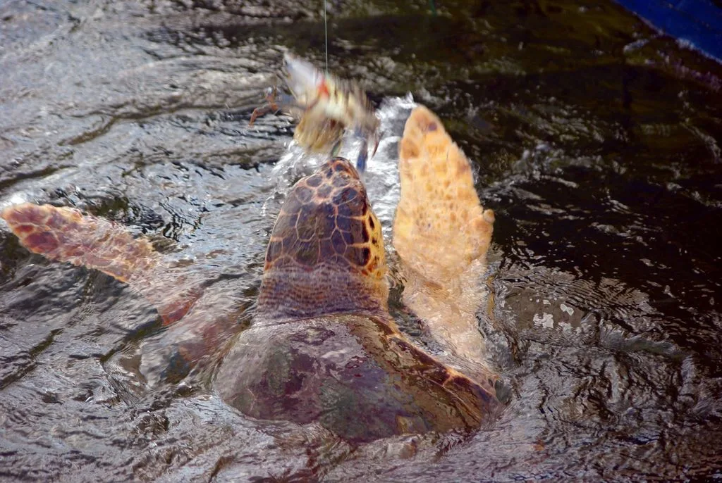 Loggerhead Sea Turtle