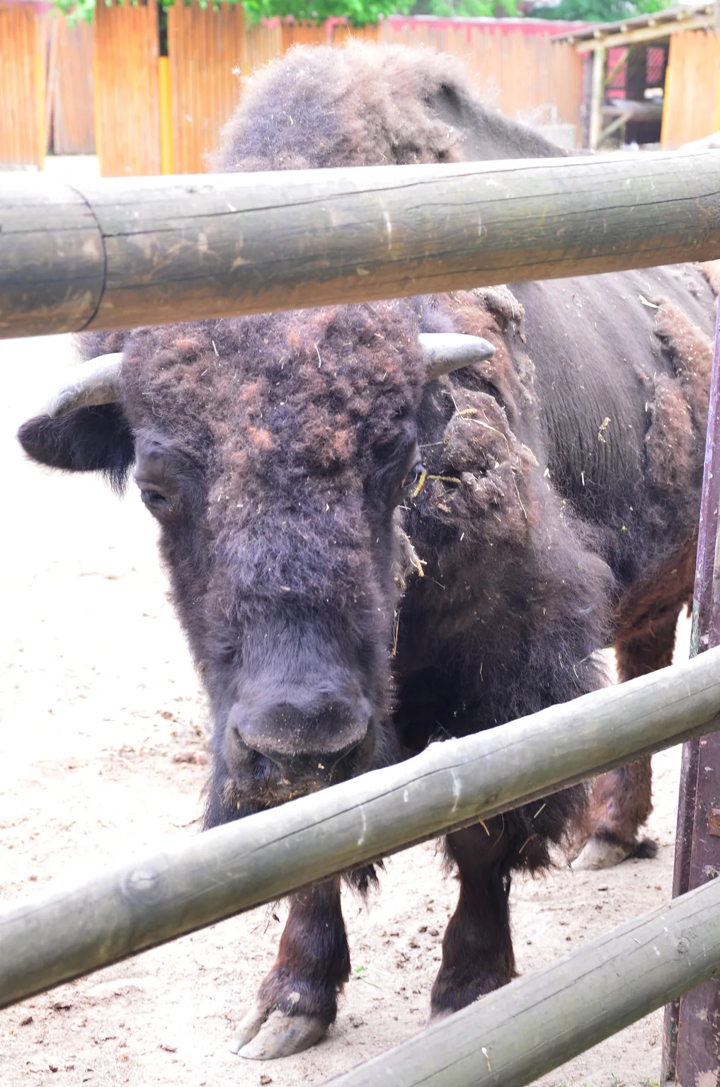 European Bison