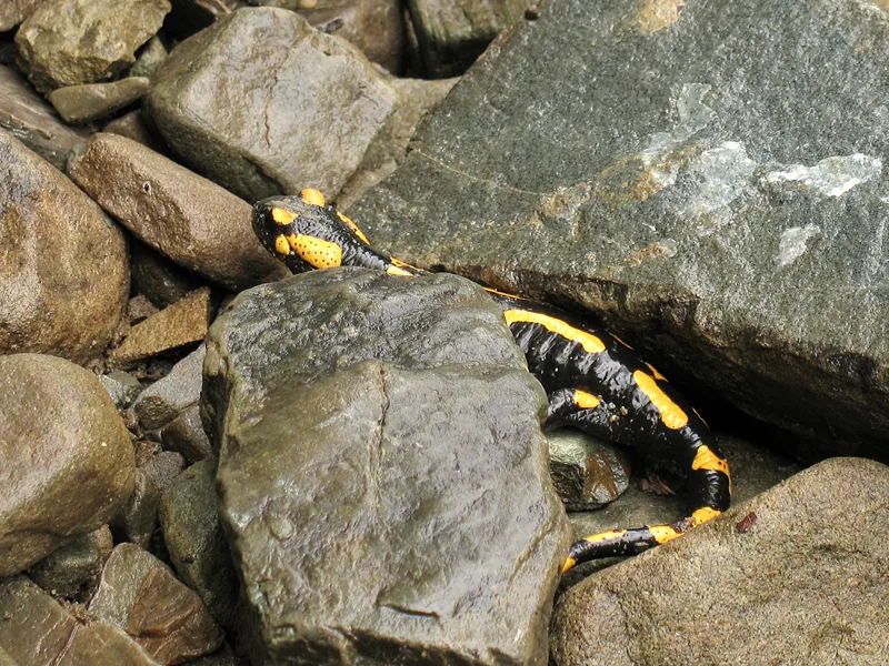 Fire Salamander