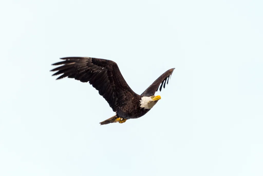 American Bald Eagle