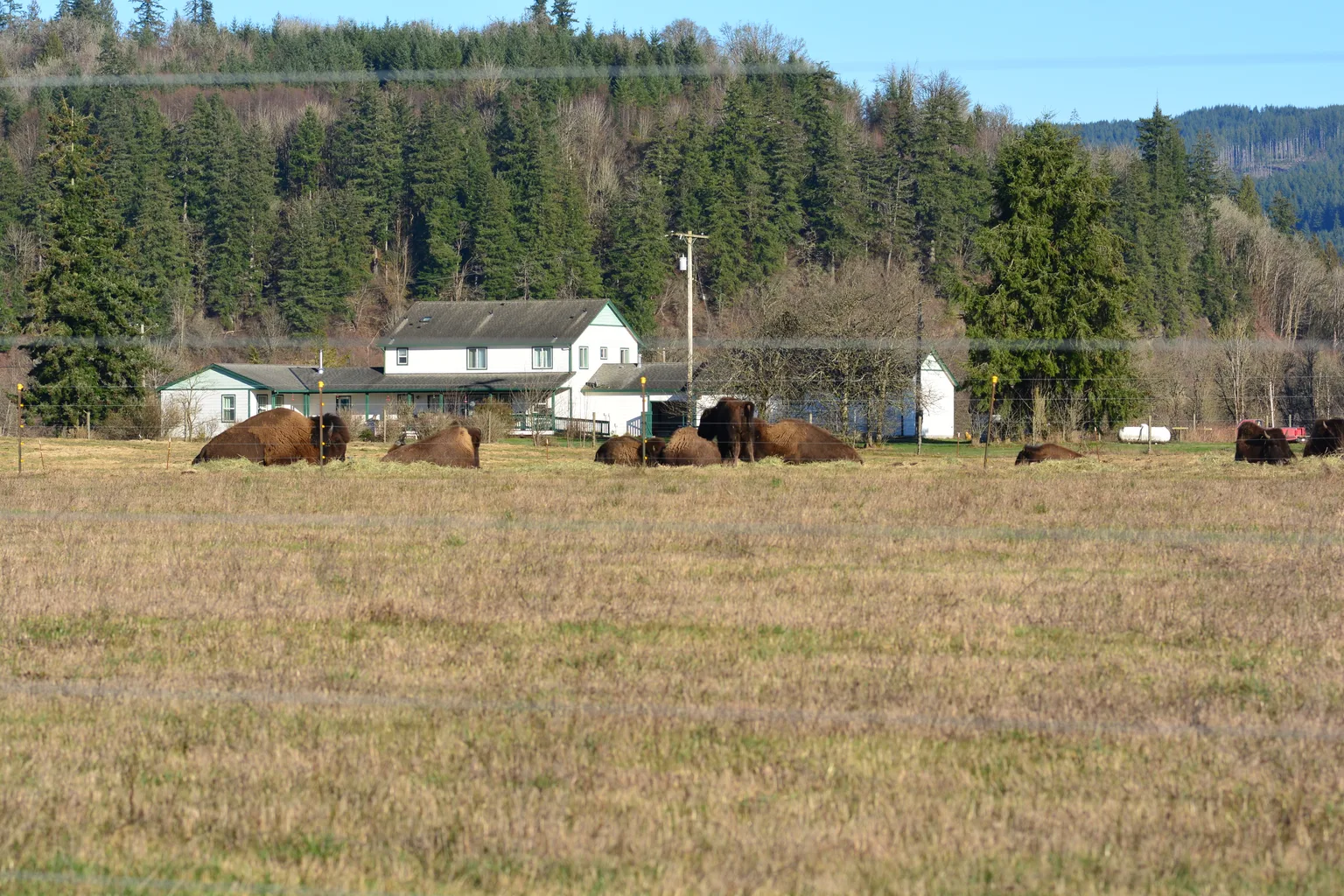 American Bison