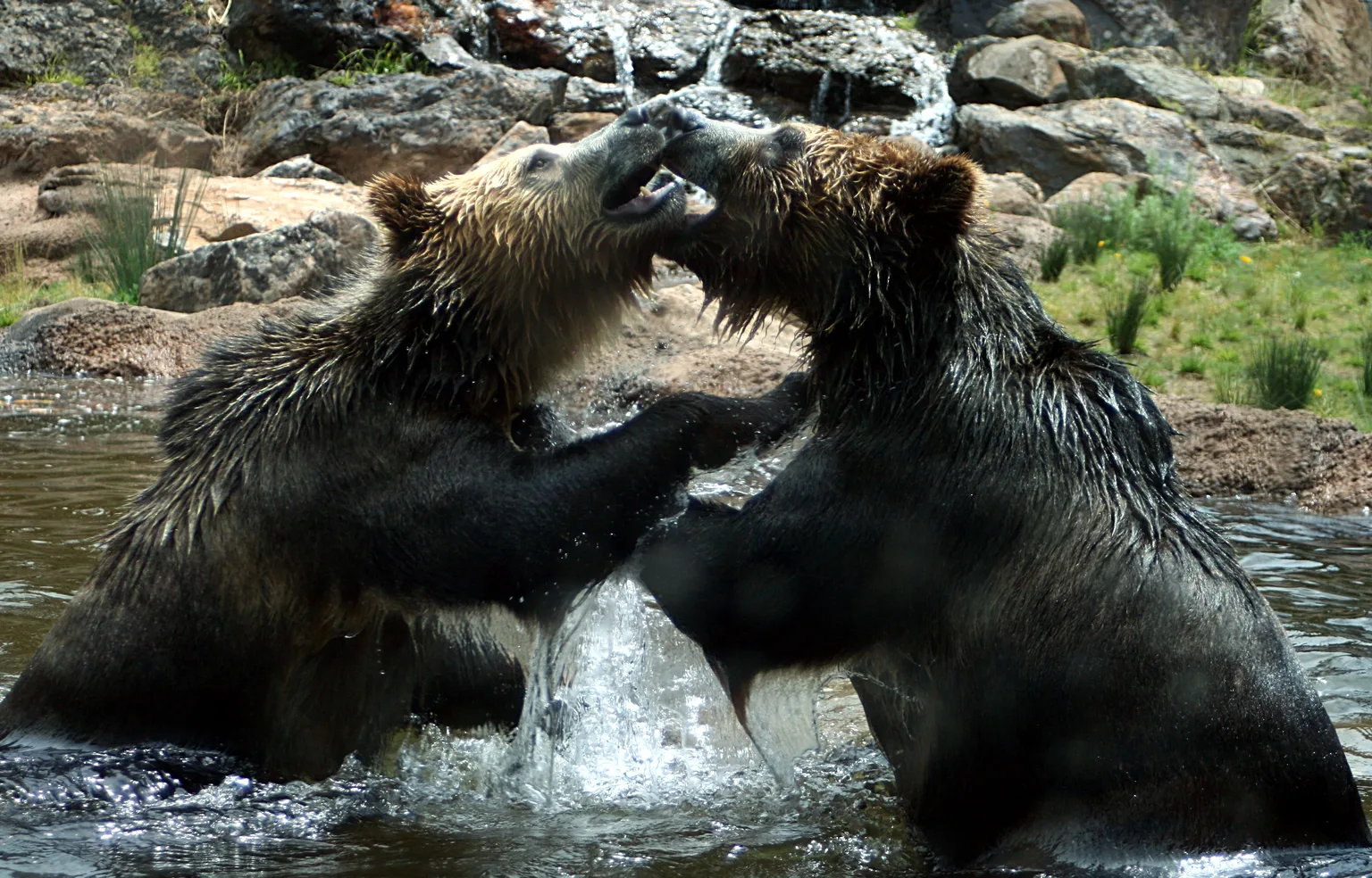 Grizzly Bear